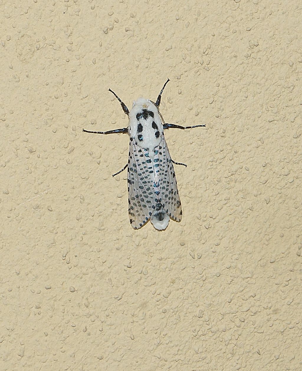 Zeuzera pyrina - Cossidae? S